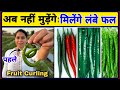 मिर्च के फलों को मुड़ने से बचायें || Chilli fruit curling || Chilli fruit curl || fal mudna tedhe