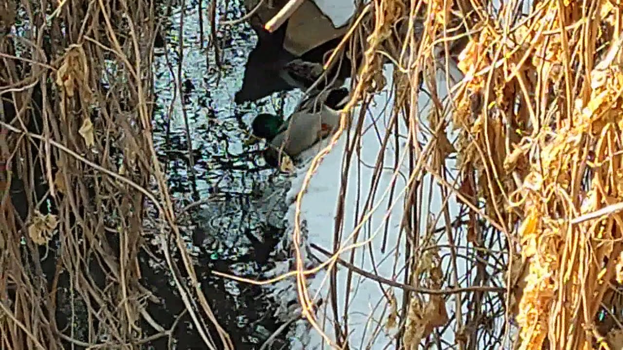 Птицы в городе.