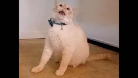 When The Catnip Hits