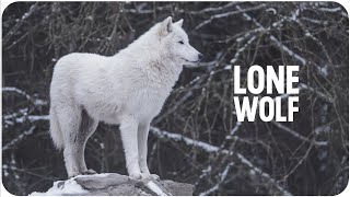 The Power Of Being A Lone Wolf