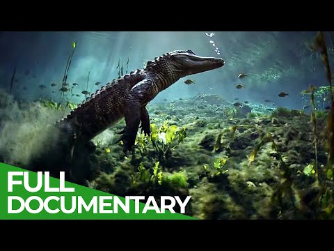 The Wild Soul of the Everglades National Park | Free Documentary Nature