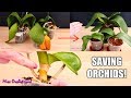 Soins des orchides pour les dbutants  comment sauver les orchides phalaenopsis malades et sans racines  avant aprs