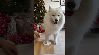 How To Make A Paw Print Ornament 🎄🐾 | Day 6 Advent Calendar #Shorts #Dog