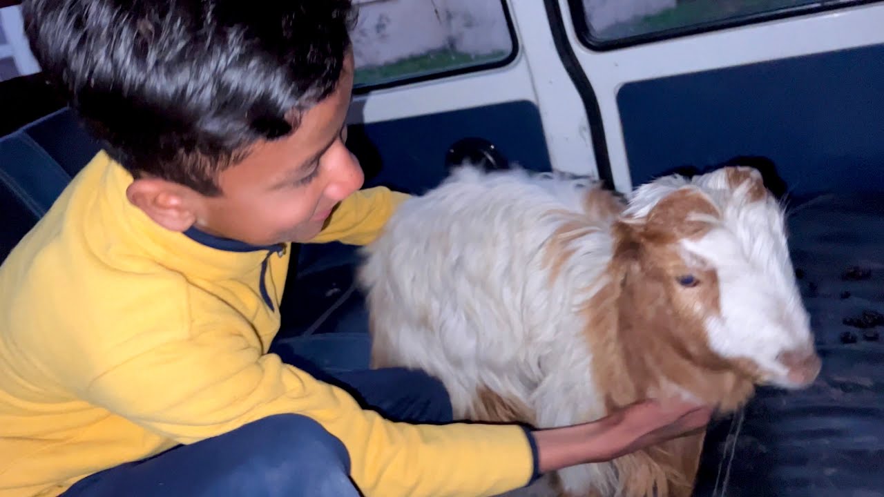 Наконец-то Новая Бакра Аа Гая 🐐 😍 Альхамдулиллах МАШАЛЛАХ