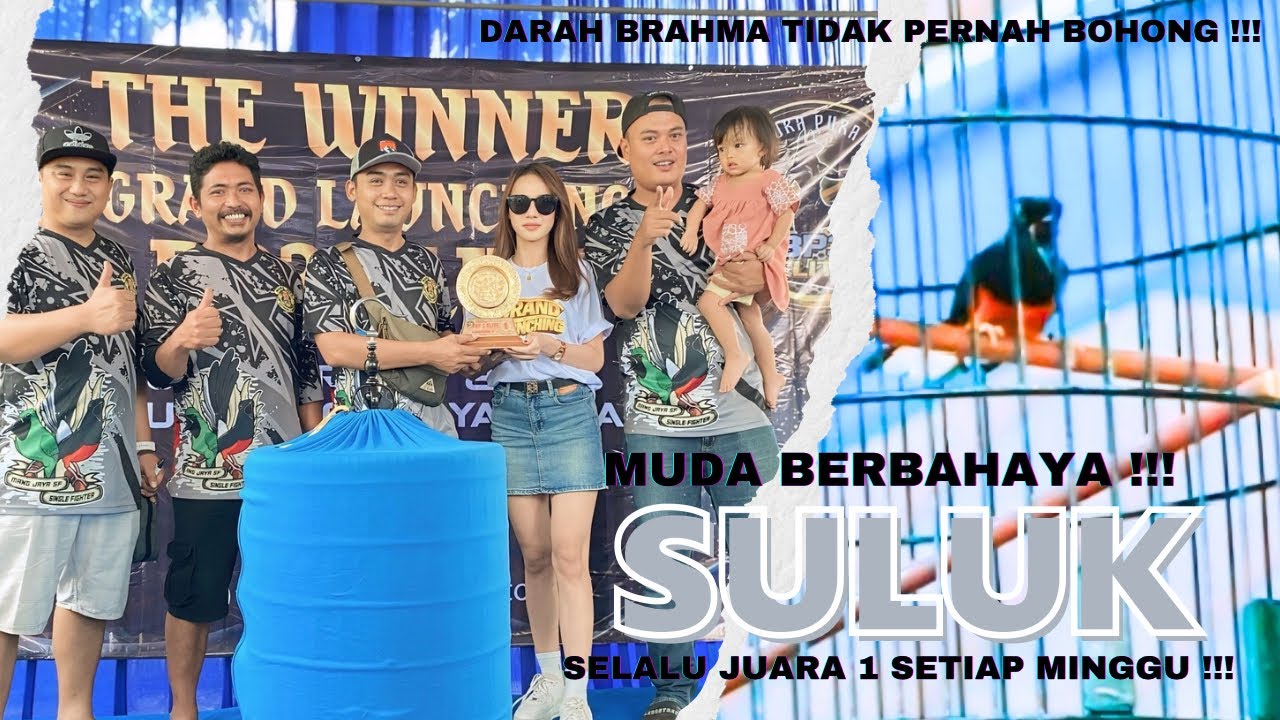 Trah Memang Tidak Pernah Bohong‼️Murai Batu SULUK Lebih Serem Dari Bapaknya😱Stabil Juara 1🔥