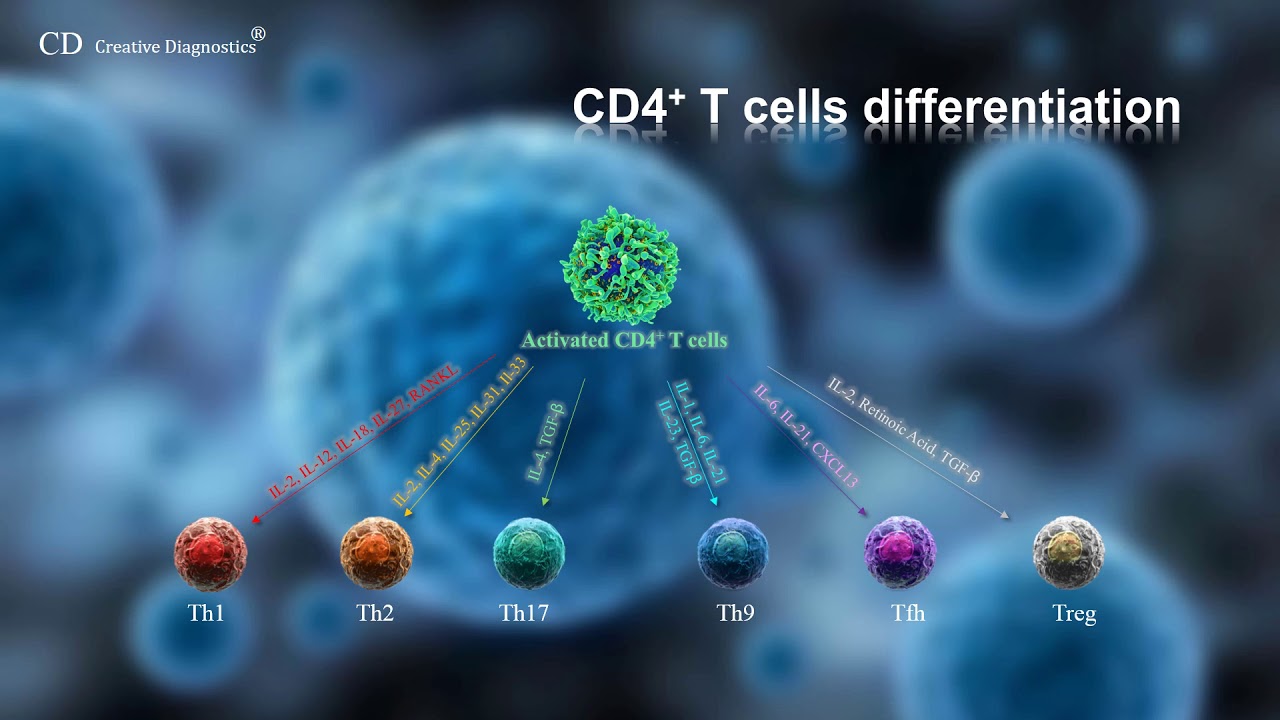 Empleado ajustar fecha CD4 T cell differentiation - YouTube