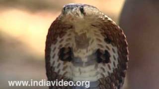 Snake Charmer deadly poisonous cobra