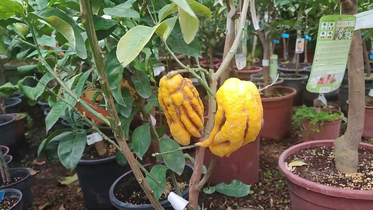 El vivero más grande, hermoso y lindo de Valencia ¡Te sorprenderás!