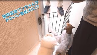 ペットフェンス　ウェルカム　ドッグフェンス　飛び出し防止　小型犬専用　開き扉用