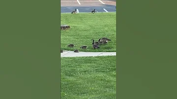 Geese Gone Wild 2025 Geese Nuisance Yay Work Funny Nothanks 