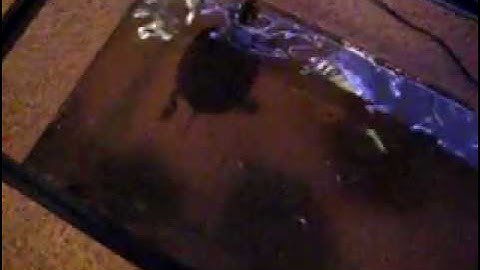 cloudy water problems in turtle tank watch might help you