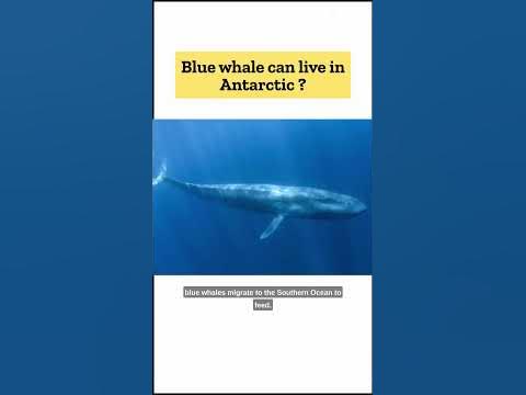 Can Blue whale live in Antarctic ? - YouTube