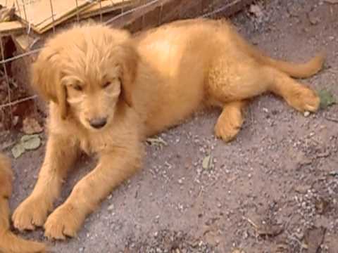 44 HQ Pictures Free Puppies In Southern Maryland - Goldendoodle Puppies for Adoption June 2013 in Virginia ...