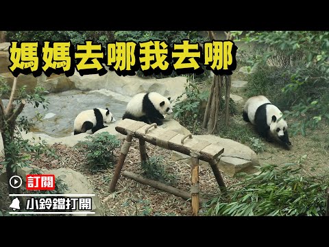《熊貓早晚安》這裡有一隻“跟屁熊” | iPanda熊貓頻道