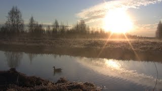 Весенняя охота на селезня с подсадной уткой. День 6-й, весна 2019г. Весенняя охота на селезня с подсадной уткой. День 6-й, весна 2019г.