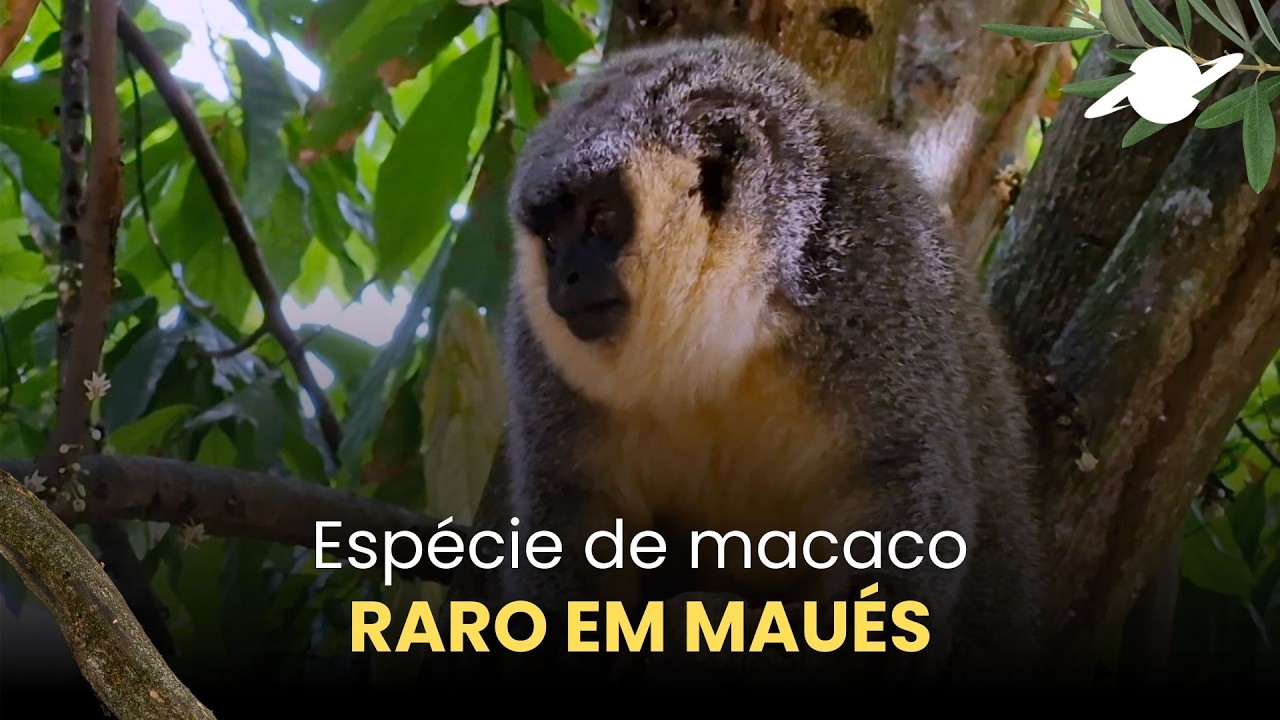 Amazônia Animal em Maués #parte4