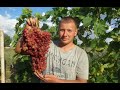 Виноград К-ш Велес 2020