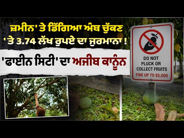 ਜ਼ਮੀਨ 'ਤੇ ਡਿੱਗਿਆ ਅੰਬ ਚੁੱਕਣ' ਤੇ 3.74 ਲੱਖ ਰੁਪਏ ਦਾ ਜੁਰਮਾਨਾ! ,'ਫਾਈਨ ਸਿਟੀ' ਦਾ ਅਜੀਬ ਕਾਨੂੰਨ