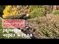 Хвойные спустя 4 года 🌲 как вырос тис Давида, тсуга Джедделох, можжевельник Грин карает и другие🌲