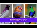 世界之最 | Top7那些绝美的紫色鸟儿Top 7 most beautiful purple birds