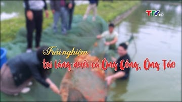Trải nghiệm tại làng nuôi cá chép đỏ nức tiếng xứ Thanh dịp Tết ông Công, ông Táo
