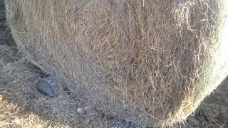 Ep#30. Greg Judy at Green Pastures Farm discusses the benefits of placing big round bales on logs.