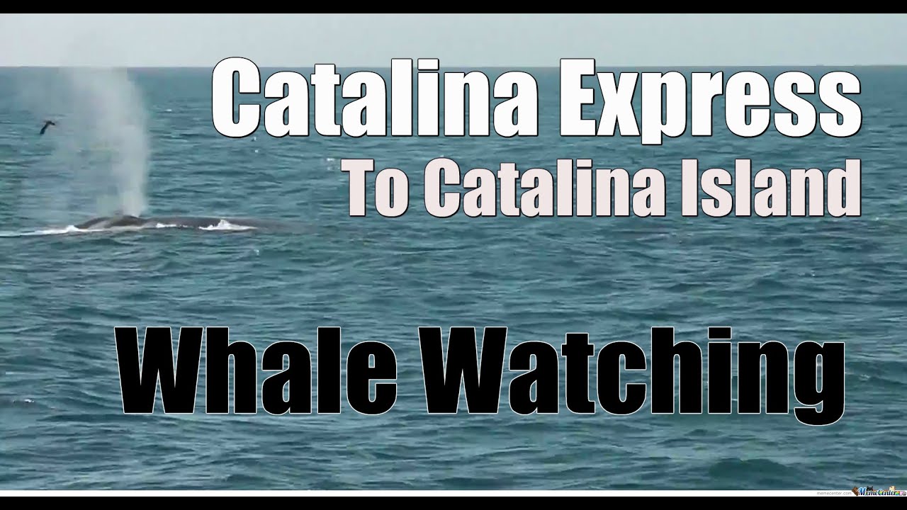 Whale Watching from Catalina Express - YouTube