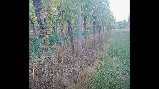 A Call for a Global Boycott on Wine Grown with Herbicides