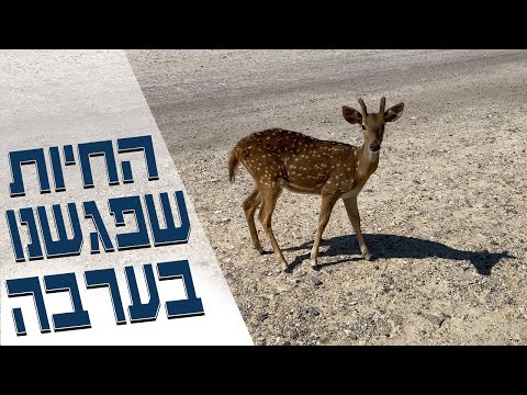 נסענו לערבה, ביקרנו בחוות האנטילופות והיה כיף גדול