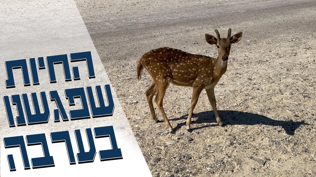 נסענו לערבה, ביקרנו בחוות האנטילופות והיה כיף גדול