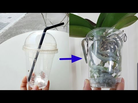 [SUb]일회용 커피컵 재활용 호접란 투명 화분 만들기. How to make phalaenopsis pot  with disposable coffee cup.