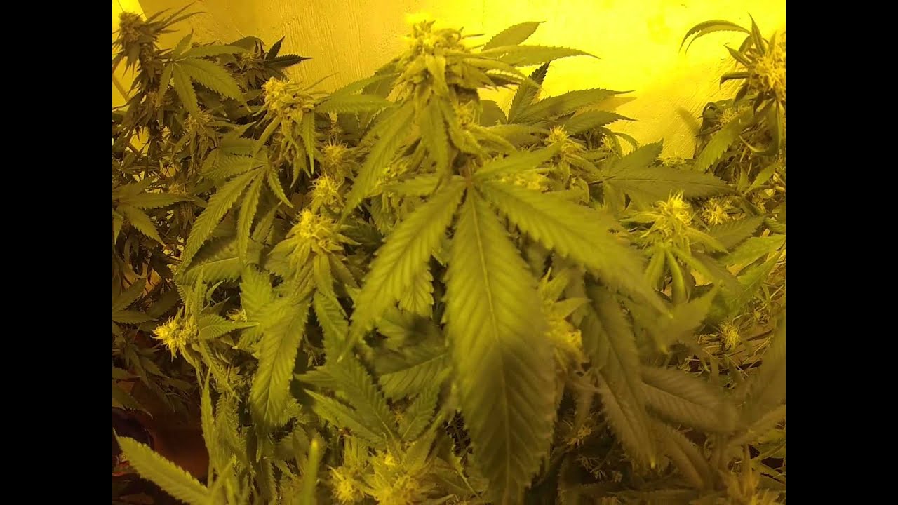 God's gift Medical Marijuana Strain