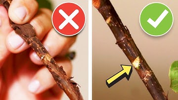 7 COMMON MISTAKES When Notching a Fiddle Leaf Fig