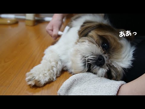 【シーズー】はあ～ちからが出ない。【犬Vlog】