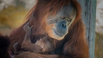Saving Endangered Sumatran Orangutans: The Majestic Giants of the Rainforest!