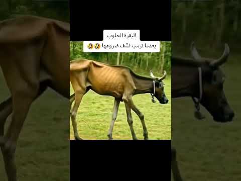 البقرة الحلوب بعد ما ترمب نشف الحليب من ضروعها يا لهوي يا مصبتي