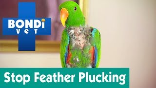 How To Stop My Bird From Feather Plucking? | Ask Bondi Vet
