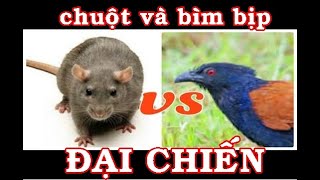 CUỘC CHIẾN GIỮA CHUỘT VÀ CHIM BÌM BỊP