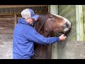 Troubled rescue pony is terrified of new people can he be trimmed