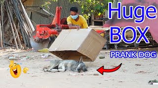 Super Huge Box vs Prank Dog | Very Funny Dog with Scared Reaction