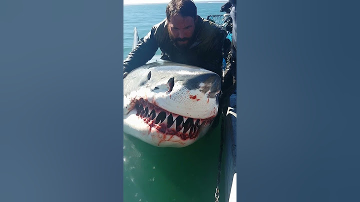 A Great White Shark near the beach got caught by a fishermen👀