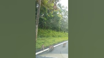 monkeys in the road #animal #nature #road #monkey