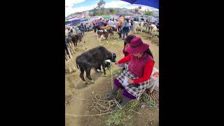 TORETES DE VENTA FERIA DE GANADO CUENCA ECUADOR JUEVES 🏙️