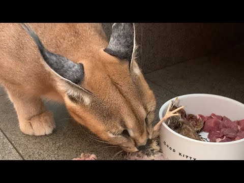 57++ Caracal kitten diet Funny Cats