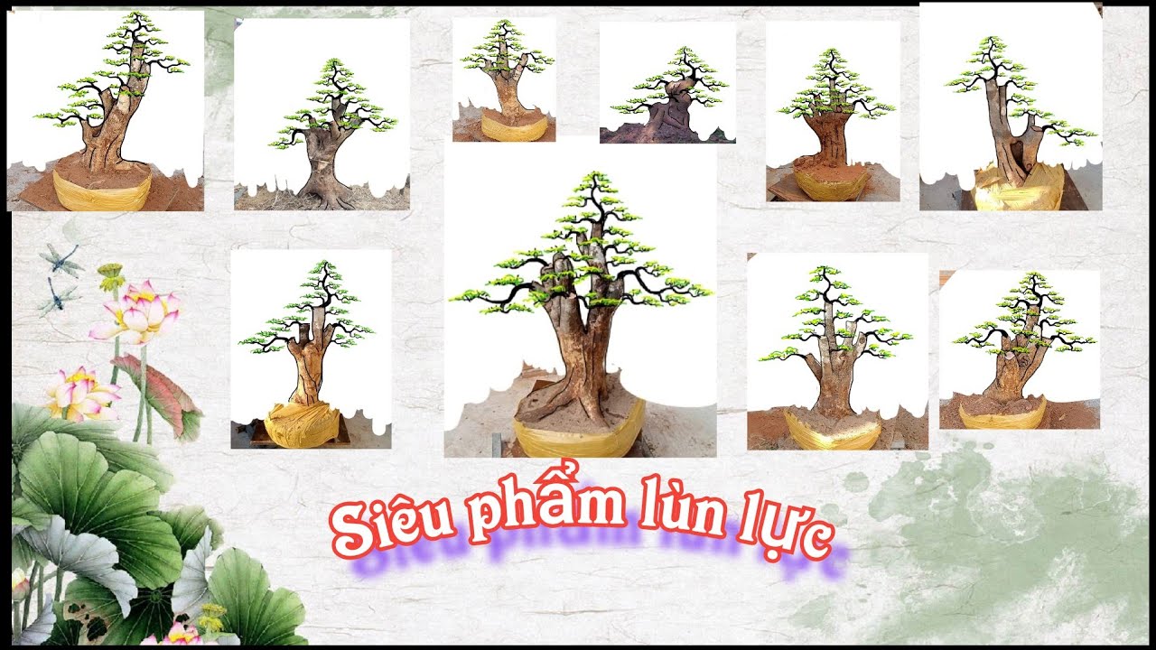 Những mẫu Demo bonsai lùn lực vô cùng đẹp mắt và hấp dẫn, thích hợp để