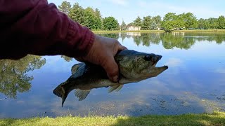 Bass fishing & visited by baby Canada Geese