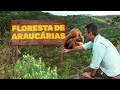 Floresta de Araucárias | Biomas do Brasil | Ep. 13