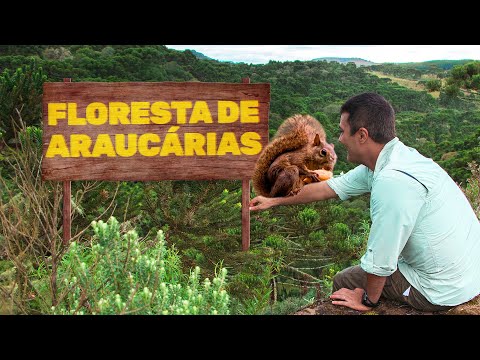Vídeo: O que é um bioma de floresta arbustiva?