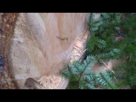 Vidéo: Comment Prolonger La Vie D'un Arbre