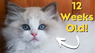 Ragdoll Kittens 12 weeks Old | Kitten Update | So Cute!
